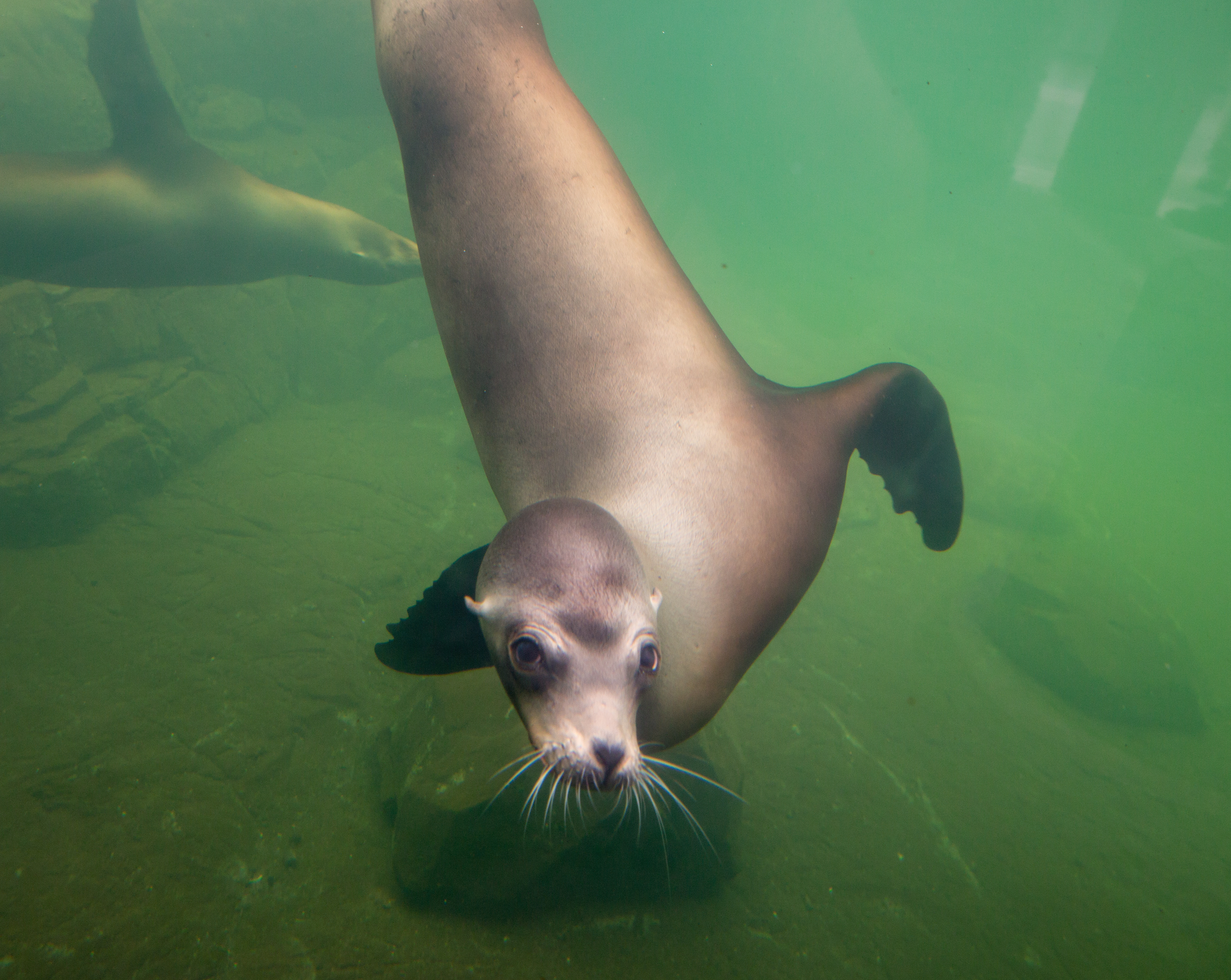 Sea lion swimming
