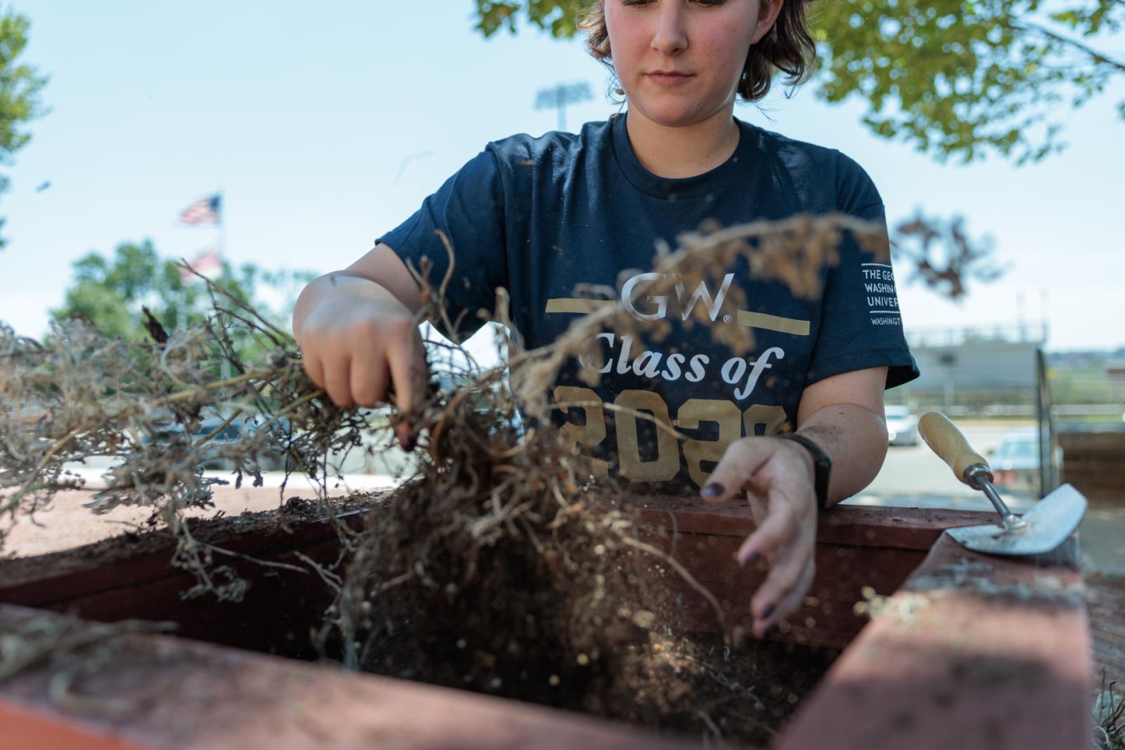A student pulling weeds