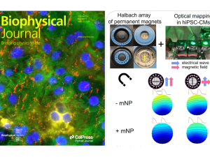 Left: The April 15th cover of Biophysical Journal shows human cardiomyocytes (green, blue, yellow) with magnetic nanoparticles, mNPs (red). Right: A Halbach array of magnets was used to control the speed of cardiac waves, which were optically mapped.