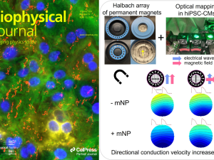 Left: The April 15th cover of Biophysical Journal shows human cardiomyocytes (green, blue, yellow) with magnetic nanoparticles, mNPs (red). Right: A Halbach array of magnets was used to control the speed of cardiac waves, which were optically mapped.